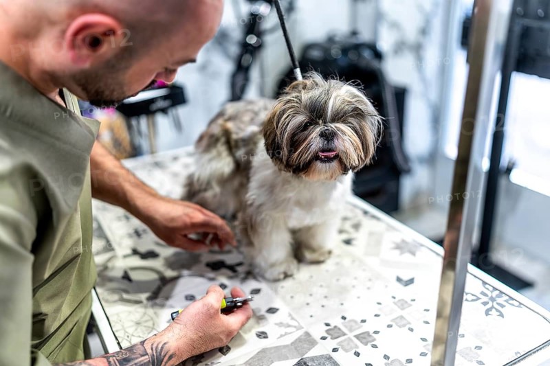 Professional groomer trimming a shih tzus nails on a grooming table, delivering careful pet care and hygiene in a salon setting for the dog's comfort and well being