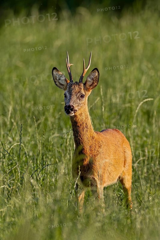 A roebuck (Capreolus capreolus) in the foliage period looking for a doe ready to mate, foliage period, mating season, August, Germany
