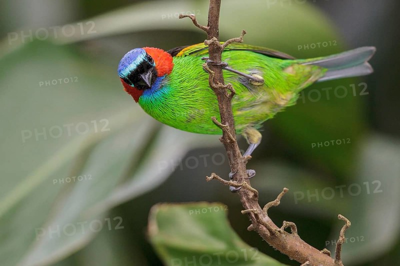 Red-necked Tanager (Tangara cyanocephala) perched on a branch in the Atlantic rainforest of southeast Brazil