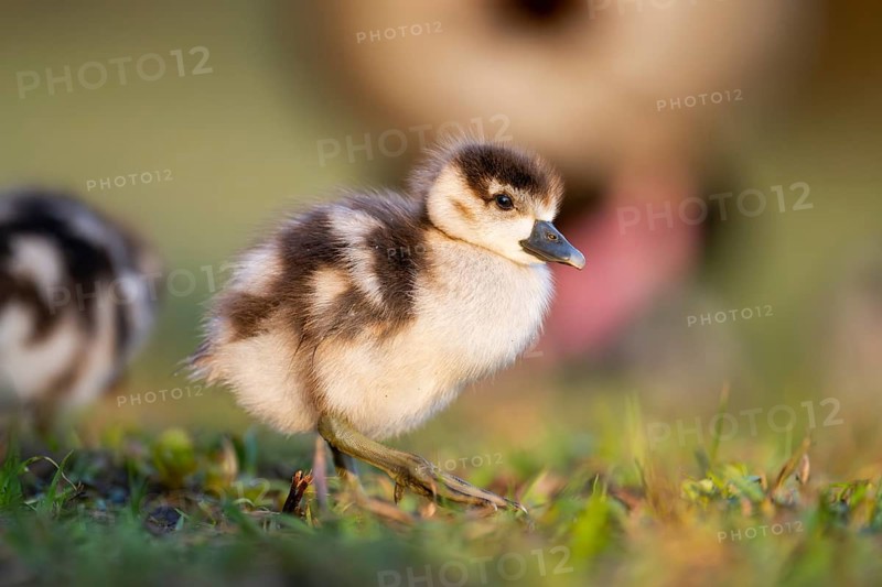 Egyptian goose (Alopochen aegyptiaca) cute chicks on a meadow at the shore of a lake, Bavaria, Germany