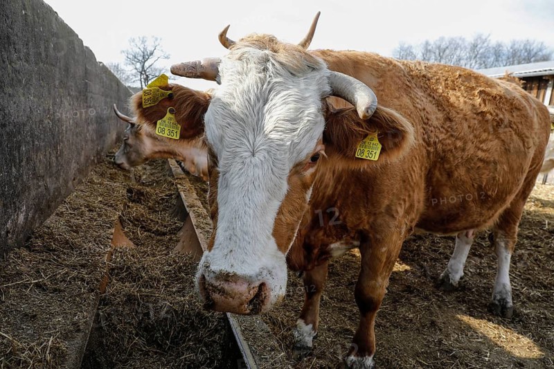 Cattle from the Jahnsfeld organic farm in Brandenburg. The suckler cows graze the surrounding grassland in summer and spend the winter in a playpen with a run out. The fattening pigs also have access to the open air. In addition to rye and wheat, oats and spelt are used as bread and baked cereals on the arable land, Müncheberg, Brandenburg, Germany