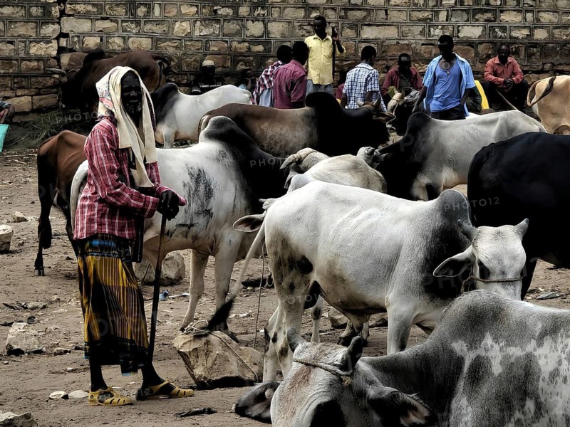A man stands next to his cows (bos) at a busy cattle market, Ethiopia