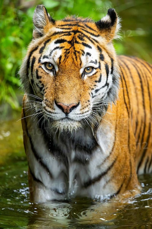 Siberian tiger (Panthera tigris tigris) walking in a lake, captive, Germany