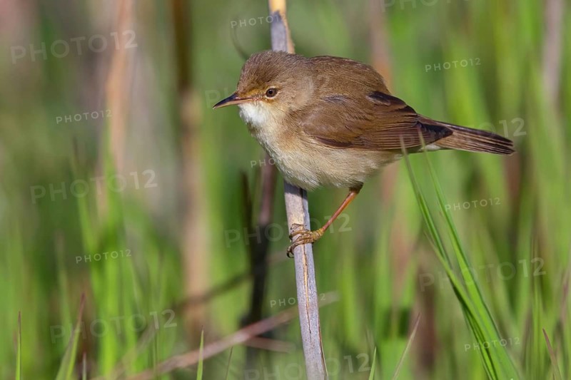 Reed Warbler, subspecies scirpaceus, (Acrocephalus scirpaceus scirpaceus), (Acrocephalus scirpaceus), animals, birds, songbirds, Hockenheim, Baden-Württemberg, Federal Republic of Germany