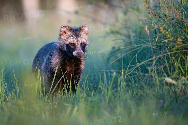 Raccoon dog (Nyctereutes procyonoides) looking curiously at a forest clearing, portrait, Podlaskie Voivodeship, Poland