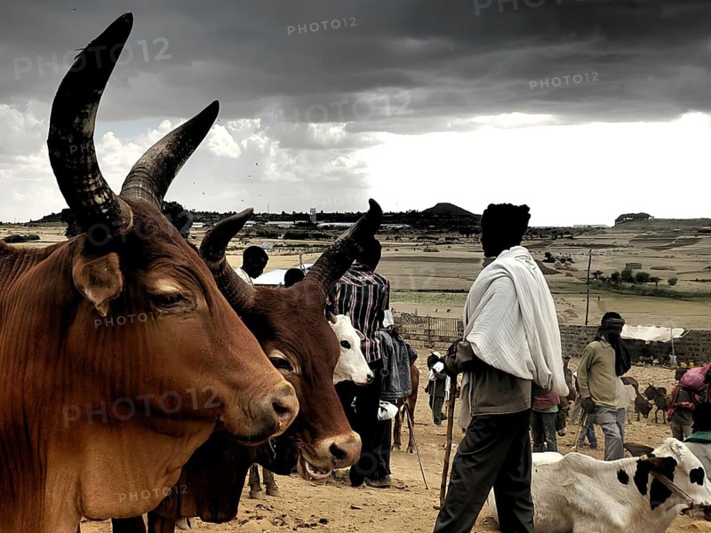 Cattle (bos) and people in a wide field under a dramatic sky, cattle market in Ethiopia