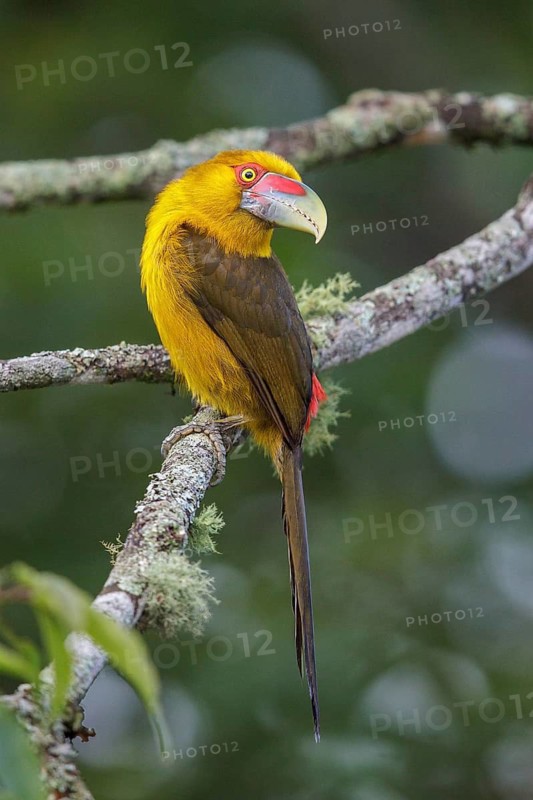 Saffron Toucanet (Pteroglossus bailloni) perched on a branch in the Atlantic rainforest of southeast Brazil