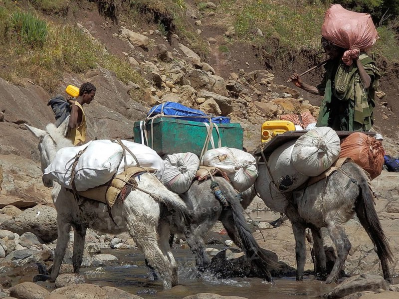 People transporting loads with mules (mulus) along a river bank, Simien National Park, Ethiopia