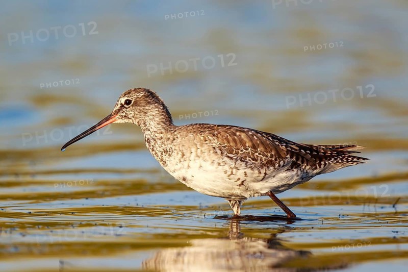 Spotted Redshank (Tringa erythropus) foraging, Lesvos, Greece