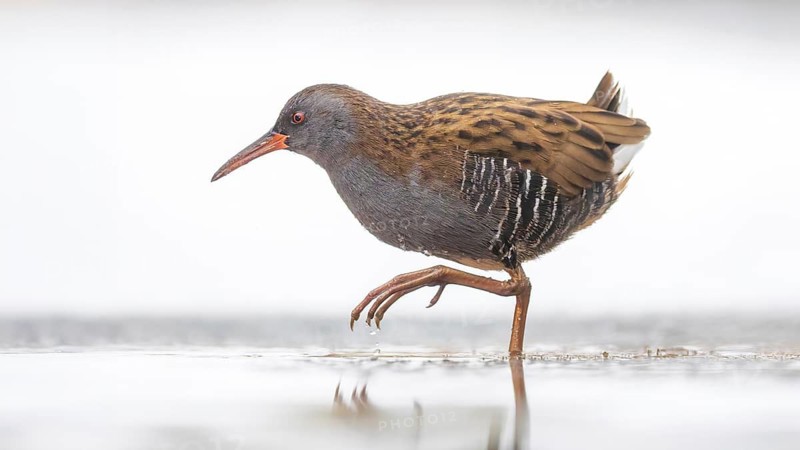 Water rail (Rallus aquaticus) Water rail, winter with ice and snow, frost, frozen lake and pond, foraging in shallow water, marshland, Kiskunsag National Park, HungaryWater rail (Rallus aquaticus) Water rail, winter with ice and snow, frost, frozen lake and pond, foraging in shallow water, marshland, Kiskunsag National Park, Hungary