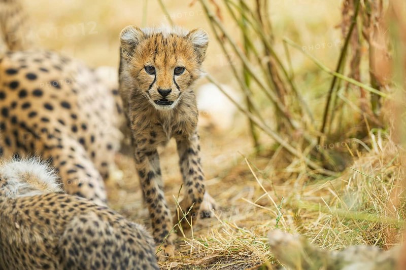 Cheetah (Acinonyx jubatus) youngster walking on a meadow, captive, occurrence Africa