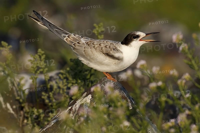 Common Tern (Sterna hirundo) juvenile, Lower Saxony, Germany