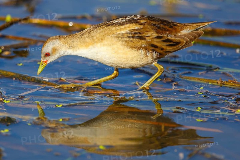Little Crake (Porzana parva) female foraging, Greece
