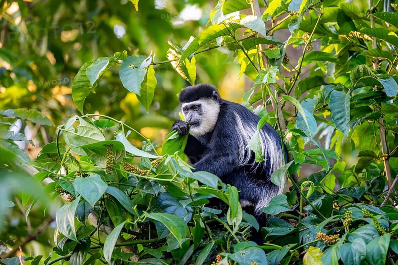West African guereza or mantelaffe (Colobus guereza occidentalis) eating leaves, Bigodi, Western Region, Uganda