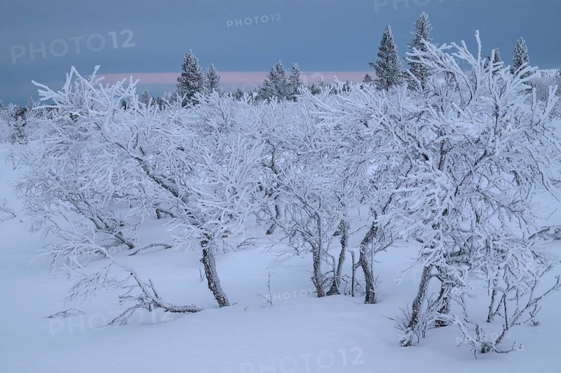 Frost-covered birch trees, Saariselkä, Lapland, Finland, January 2025