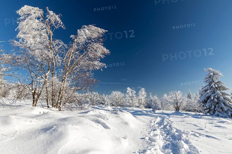 Sunny winter landscape with snow-covered trees, bushes, trails and branches covered with hoarfrost on the Ore Mountains Ridge, Zinnwald-Georgenfeld, Altenberg, Eastern Ore Mountains, Saxony, Germany