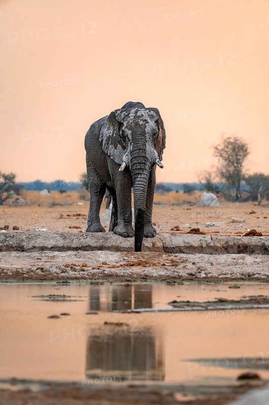 African elephant (Loxodonta africana), adult male, drinking at a waterhole, at sunset, Nxai Pan National Park, Botswana