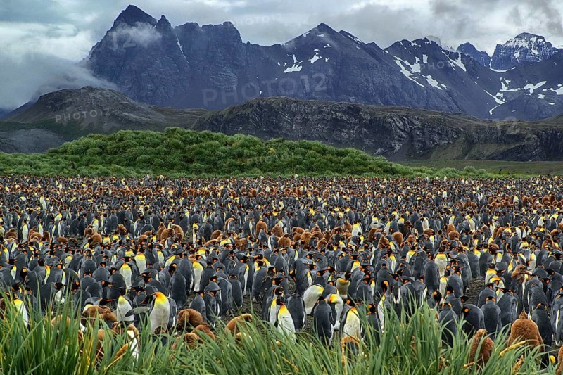 South Georgia, Antarctica, animals, penguin, penguins, king penguins, colony, Salisbury Plain