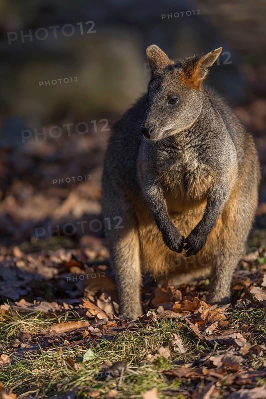 One swamp wallaby (Wallabia bicolor) next to a bush in early morning light