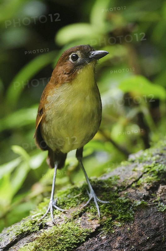DdYellow-breasted Antpitta (Grallaria flavotincta), Pichincha, Ecuador