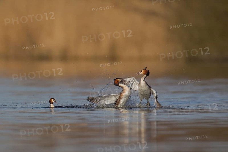 Great crested grebe (Podiceps cristatus) two adult male birds fighting on a lake with a female bird looking on in spring, Norfolk, England, United Kingdom