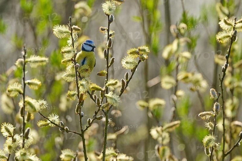 Blue tit hiding between flowering branches in a spring-like ambience, blue tit (Cyanistes caeruleus), bird island, Altmühlsee, Muhr am See, Gunzenhausen, Franconian Lake District, Bavaria, Germany