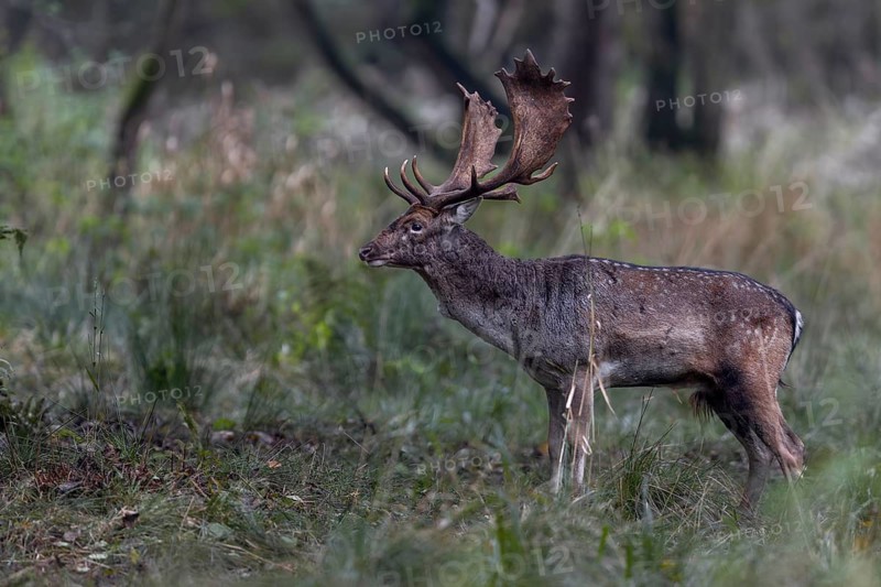 The rut has taken a lot of energy and the fallow deer's (Dama dama) weight loss can be seen particularly clearly on its narrow neck, rut, mating season, deer rut, autumn, October, Germany
