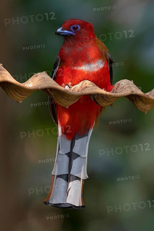Red-headed Trogon (Harpactes erythrocephalus helenae) male, Yunnan, China