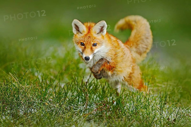 Jumping red fox. Running Red Fox, Vulpes vulpes, at green forest. Wildlife scene from Europe. Orange fur coat animal in the nature habitat. Action scene with red fox. Beautiful fox in the forest