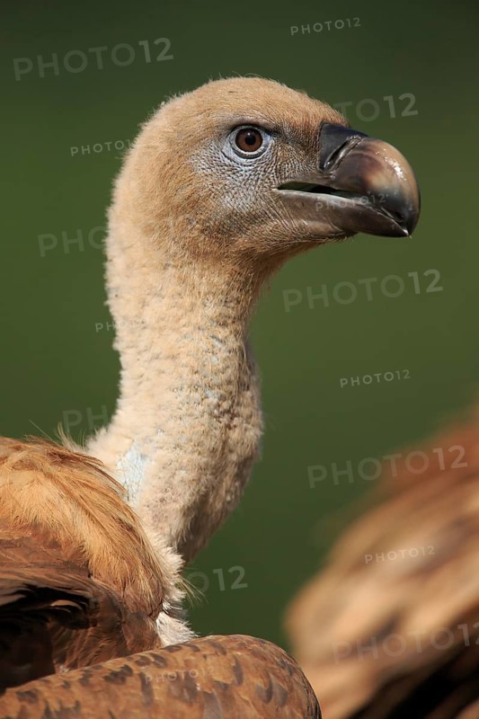 Griffon Vulture (Gyps fulvus), head portrait at feeding site, Picos de Europa, Spain
