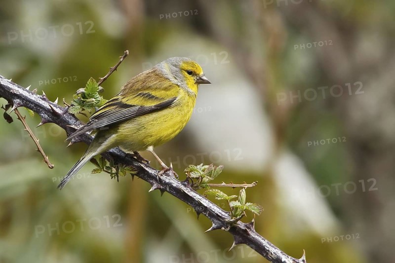 Corsican Finch (Carduelis corsicana) male, Corsica, France