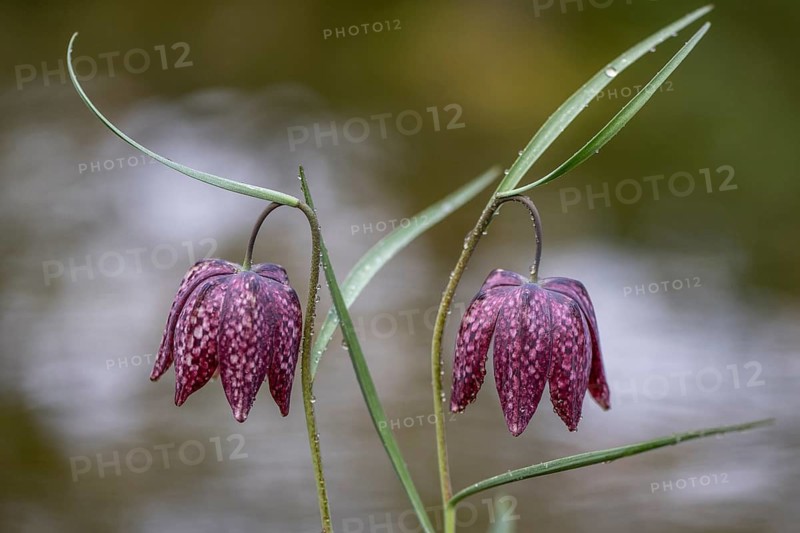 Snake's Head Fritillary (Fritillaria meleagris), Emsland, Lower Saxony, Germany