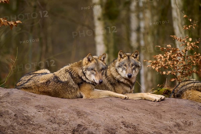 Two wolves lying next to each other in an autumnal forest landscape, Wolf (Canis lupus), Germany
