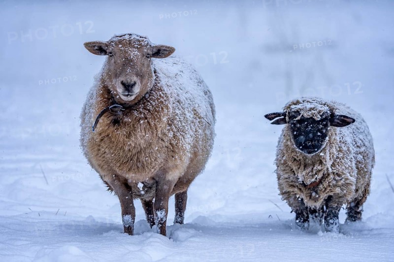 Winter weather, blowing snow, sheep on a snowy pasture, looking for food, thick fur, Elfringhauser Schweiz, near Hattingen, North Rhine-Westphalia, Germany