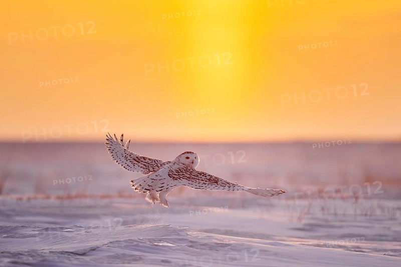 Hunting snowy owl, polar owl, Arctic owl (Bubo scandiacus) adult female flying over snow covered tundra against orange sunrise sky in winter