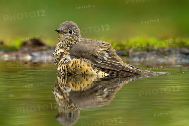 Mistle Thrush (Turdus viscivorus) bathing, Utrecht, Netherlands