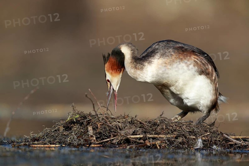 Great Crested Grebe (Podiceps cristatus) on nest, North Rhine-Westphalia, Germany