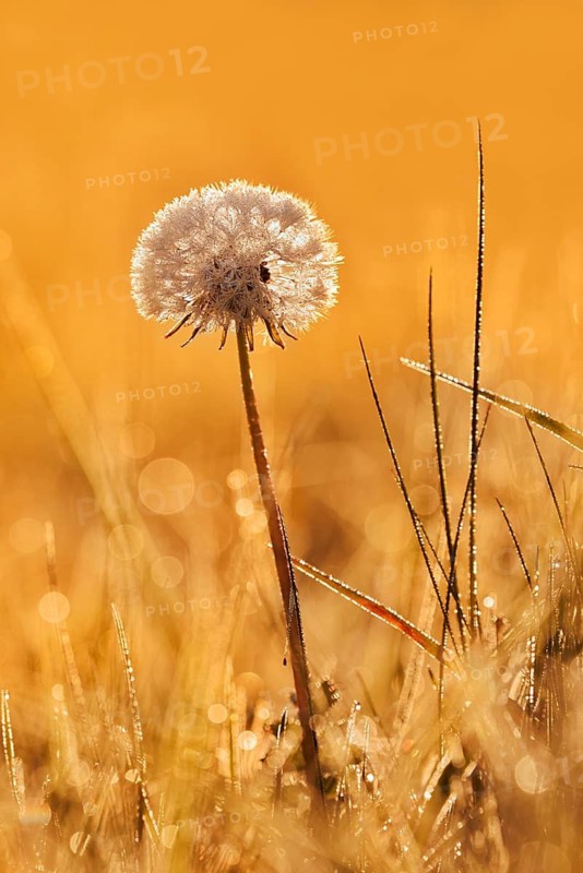 Common dandelion (Taraxacum officinale), fruit stand backlit at sunrise, North Rhine-Westphalia, Germany