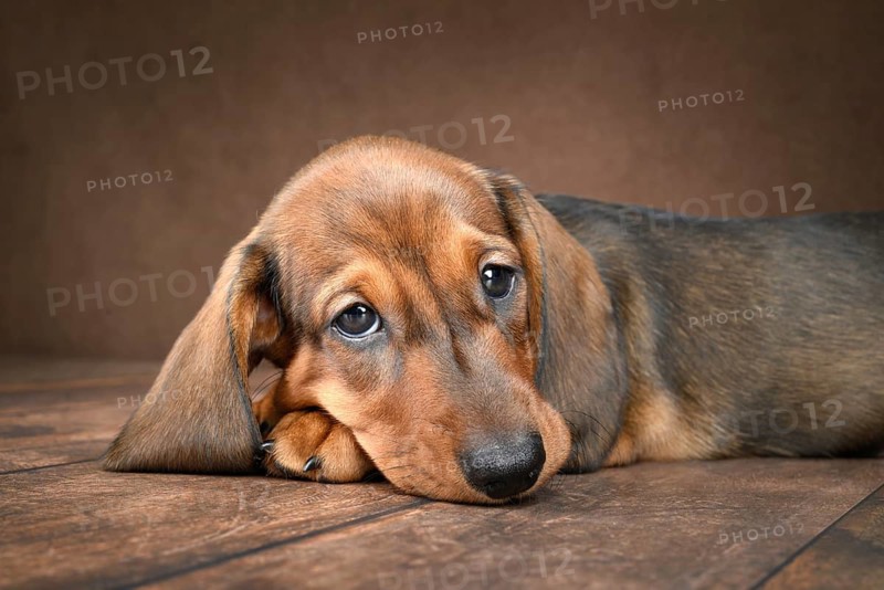 A adorable dachshund puppy resting peacefully, his smooth coat and playful expression highlighted against a rich dark background, creating a heartwarming scene