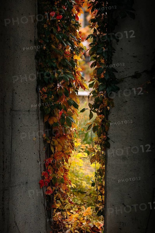Vibrant autumn ivy climbs a concrete wall, creating a vivid frame that opens onto a lush, hidden garden path in Montreal. The bright foliage contrasts beautifully with the urban setting