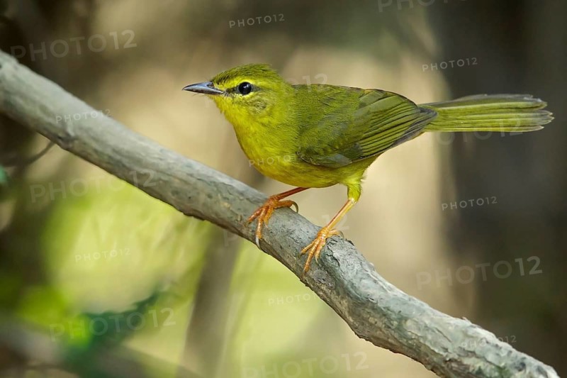 Flavescent Warbler (Myiothlypis flaveola) perched on a branch in the grasslands of Guyana