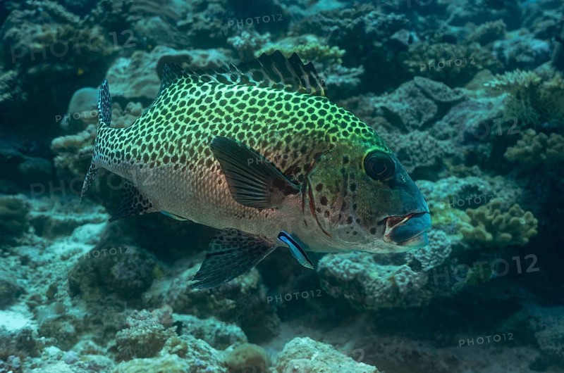 A vibrant Painted Sweetlips fish gracefully swims among the coral reef in the Maldives. Its striking, distinct patterns and colors blend seamlessly with the underwater scenery
