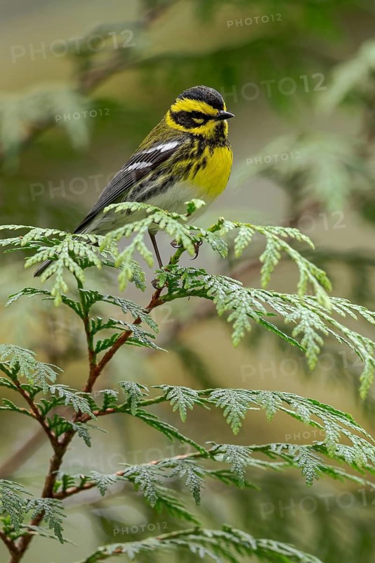 Townsend's Warbler (Dendroica townsendi) perched on a branch in Victoria, BC, Canada