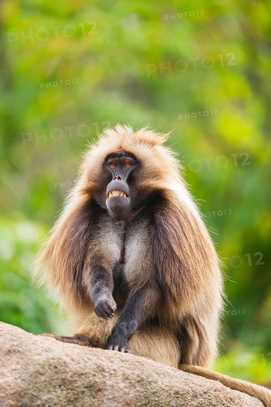 Gelada (Theropithecus gelada) male sitting on a rock, captive, Germany
