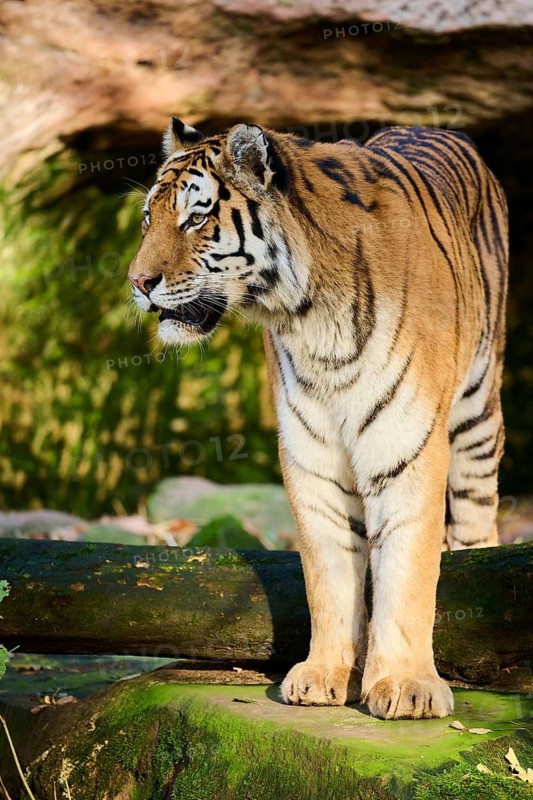 Siberian tiger (Panthera tigris altaica) standing on a rock, Germany