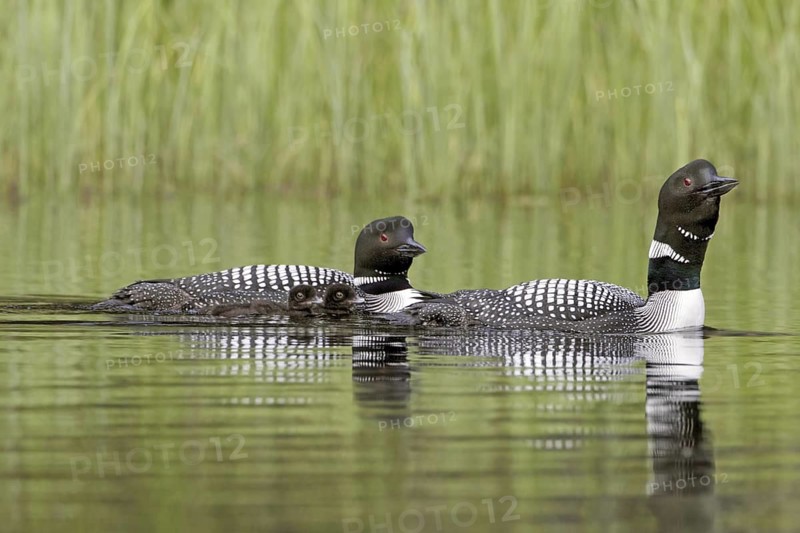 Great Northern Loon (Gavia immer) pairs with chicks, British Columbia, Canada
