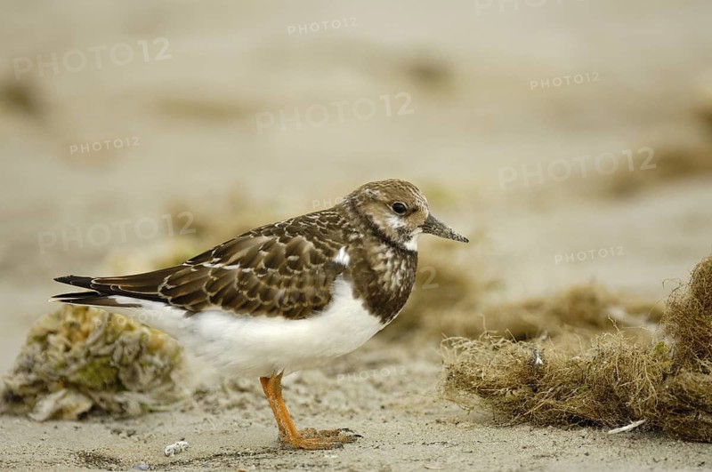 Steinwälzer (Arenaria interpres), im Ruhekleid, September, Insel Ameland, Nordsee, Niederlande