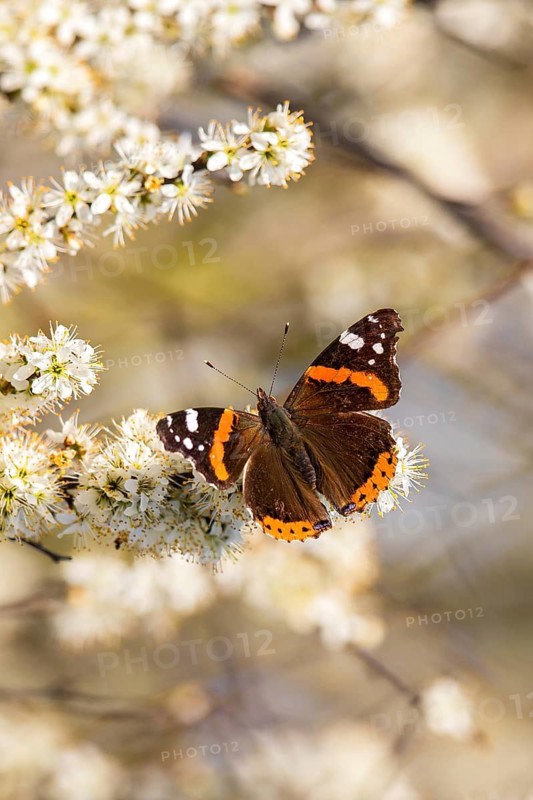 Red Admiral (Vanessa atalanta) sitting on white blossom of blooming tree in spring, Baden-Wuerttemberg, Germany