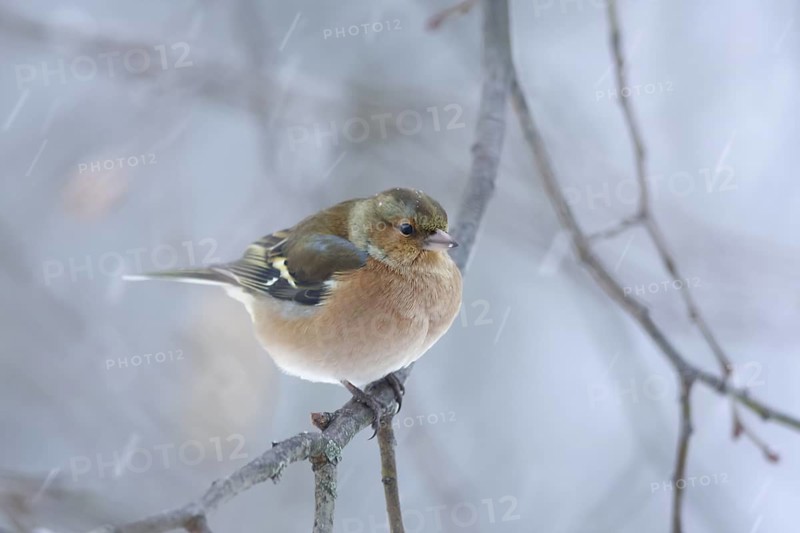 Chaffinch - Buchfink - Fringilla coelebs ssp. coelebs, Germany, male 1st cy
