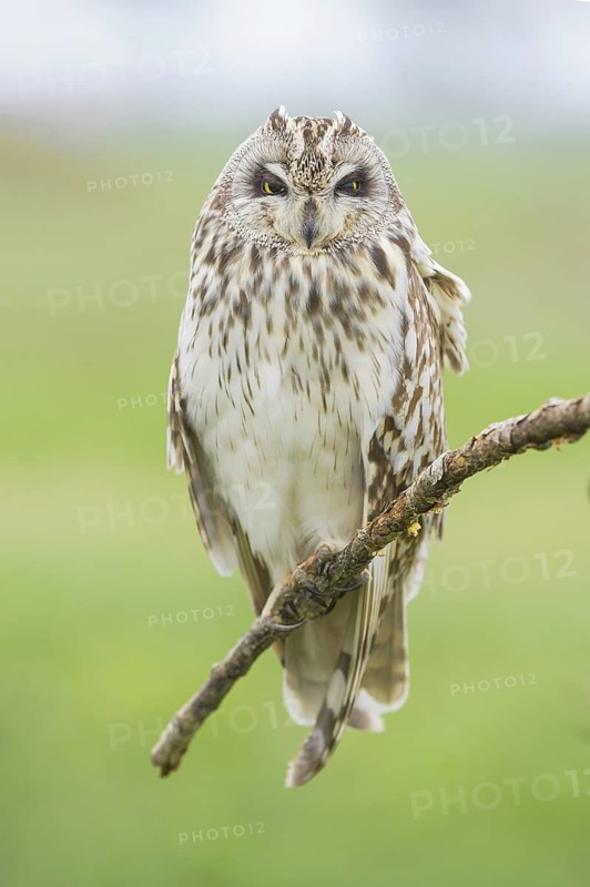 Short-eared Owl (Asio flammeus) perched on a branch, Emilia-Romagna, Italy
